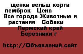 щенки вельш корги пемброк › Цена ­ 50 000 - Все города Животные и растения » Собаки   . Пермский край,Березники г.